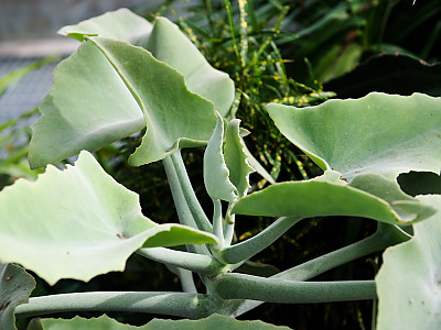 선녀무 사진 - Kalanchoe beharensis Photos