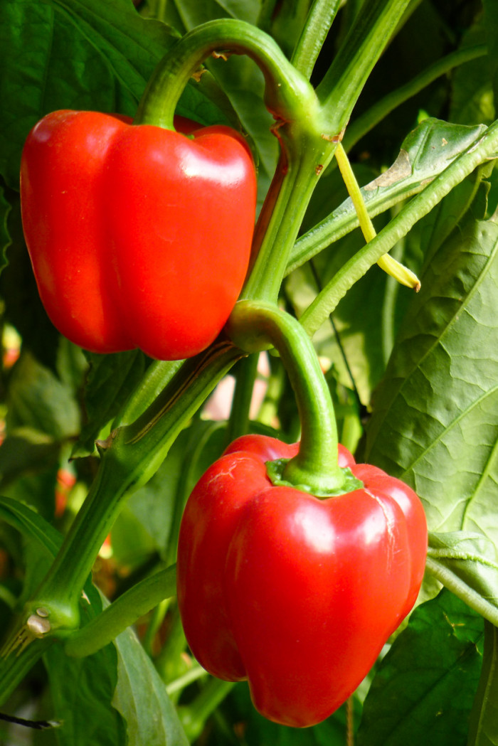피망 - sweet pepper, pimenta, bell pepper, pimento, Capsicum annuum L. var. angulosum Mill