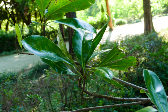 태산목 - Magnolia grandiflora L.