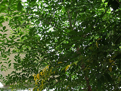 해피트리 사진 - Heteropanax fragrans Photos