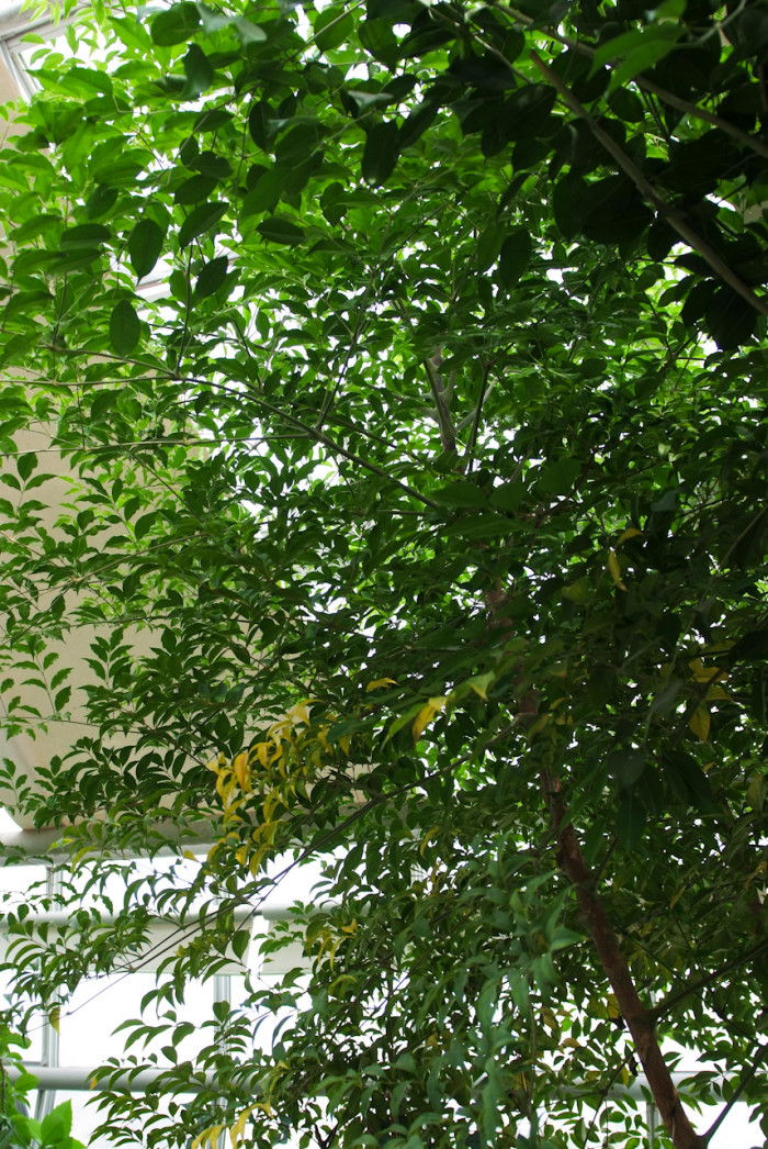 해피트리 - Root or bark of Fragrant heteropanax, Heteropanax fragrans