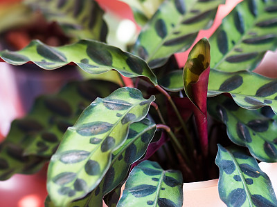 칼라데아 인시그니스 사진 - Calathea insignis Photos