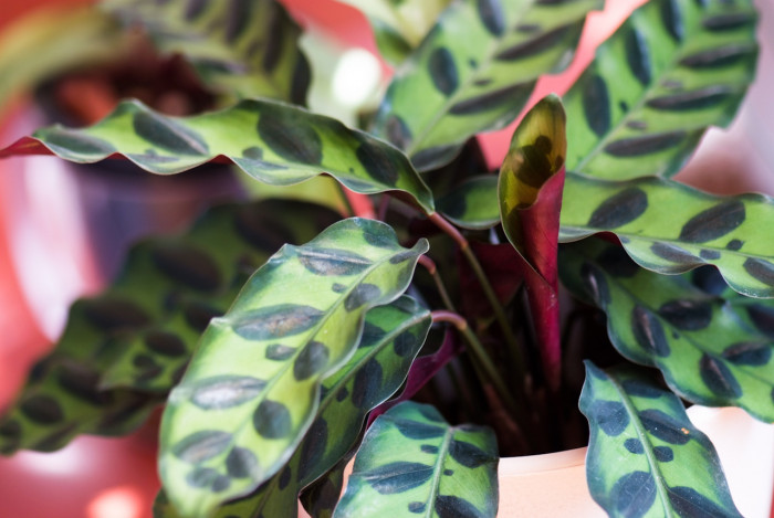 칼라데아 인시그니스 - rattle snake plant, Calathea insignis