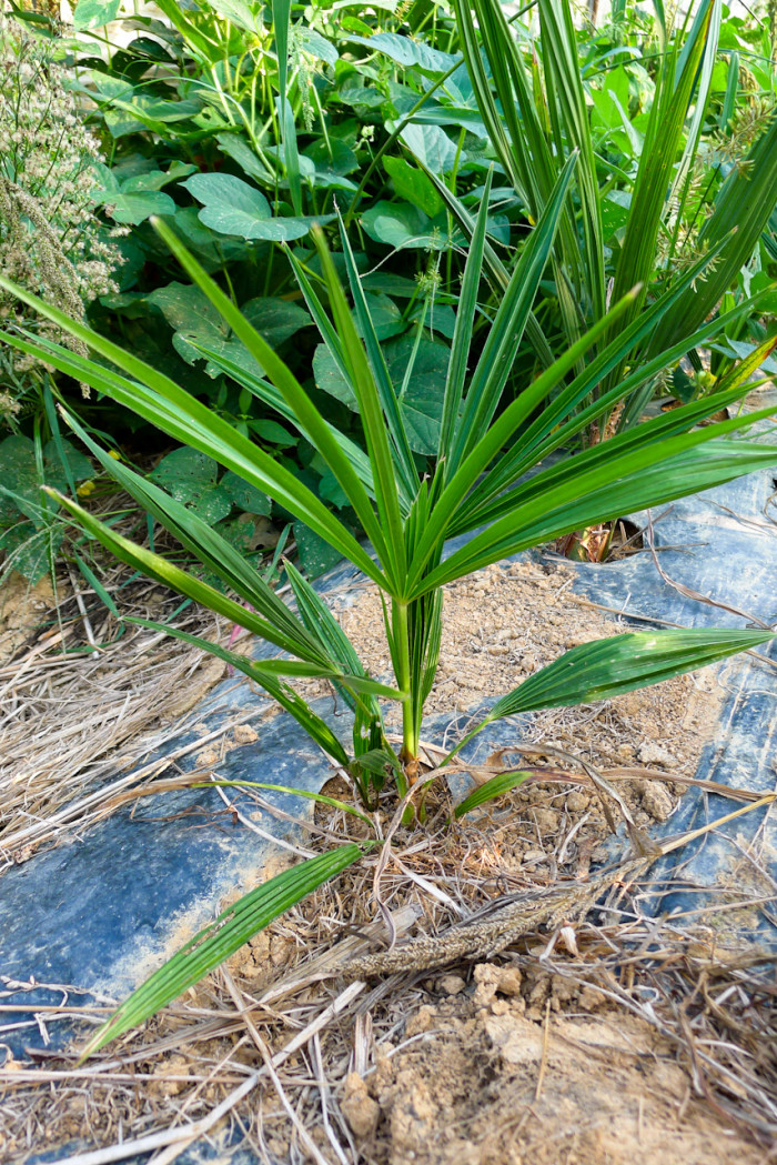 당종려 - Chinese windmill palm, windmill palm, Chusan palm, Trachycarpus fortunei