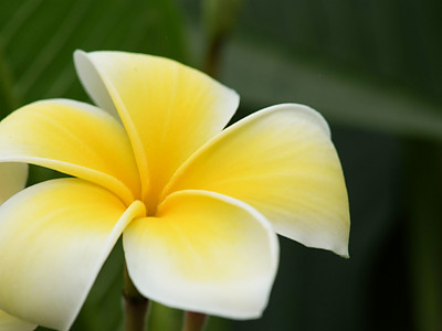 러브하와이 사진 - Plumeria Alba Photos