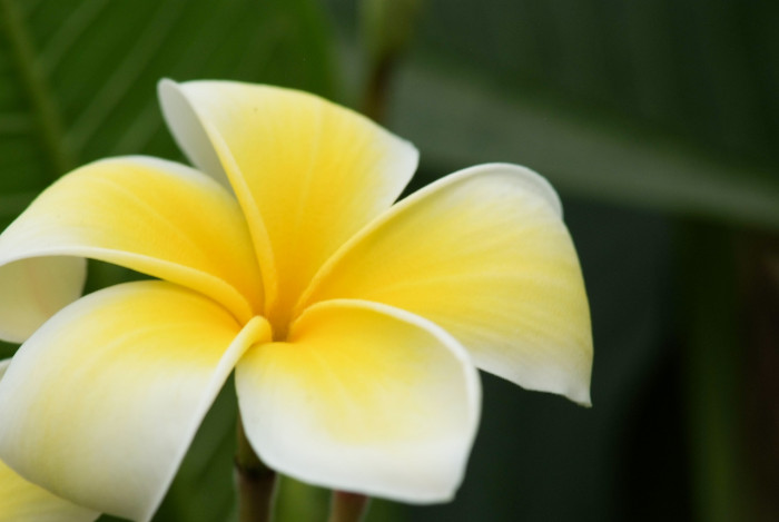 러브하와이 - Flumeria, Plumeria Alba