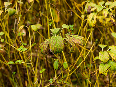 노랑말채 사진 - Cornus alba cv. aurea Photos