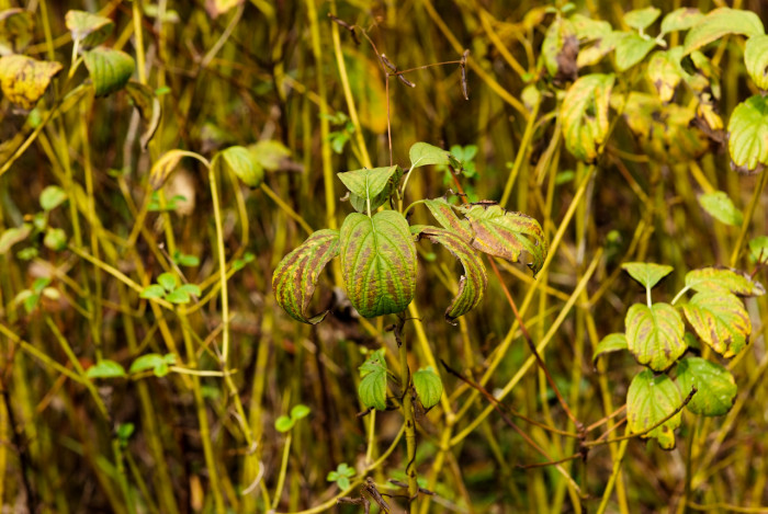 노랑말채 - Cornus alba cv. aurea