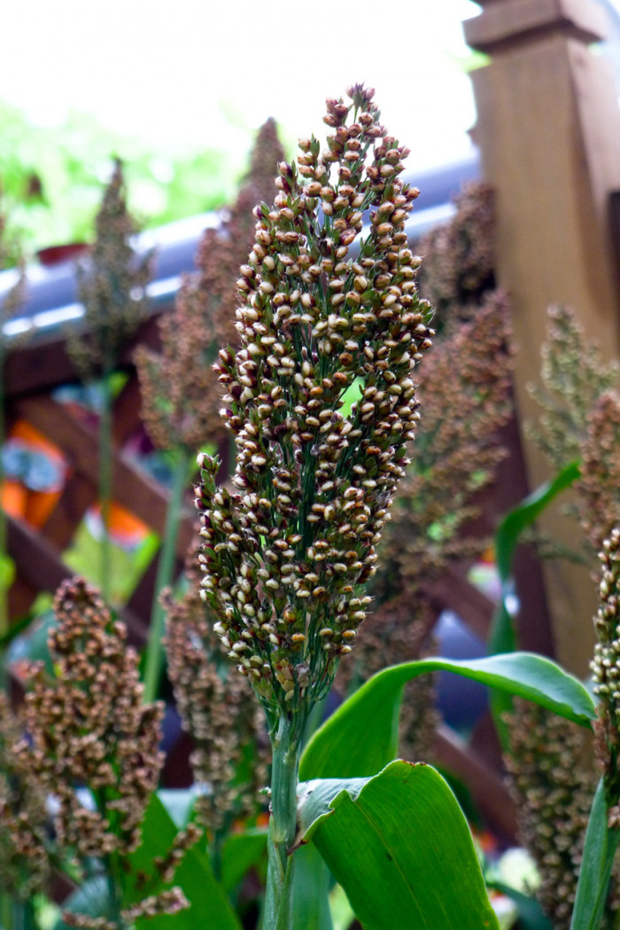 수수 - Sorghum bicolor (L.) Moench