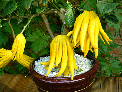 불수감 사진 - Citrus medica var sarcodactylis Photos