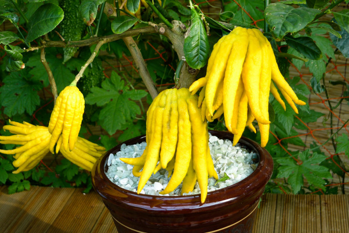불수감 - fingered citron, Citrus medica var sarcodactylis