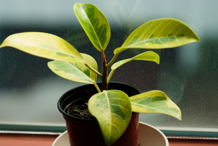 뱅갈고무나무 - banyan, Bengal fig, Indian fig, East Indian fig, Ficus banghalensis
