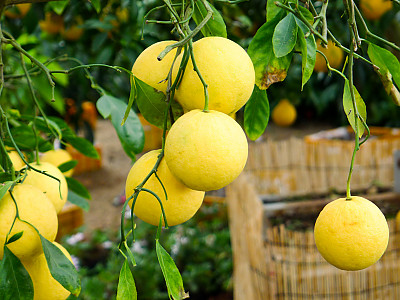 스윙글 사진 - Citrus paradisi Photos