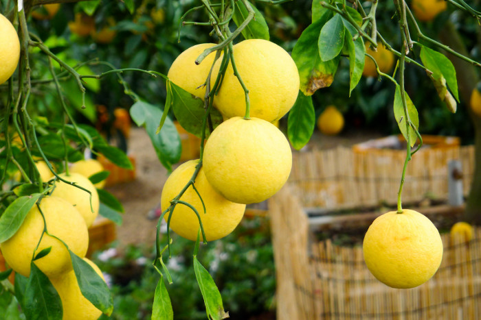 스윙글 - Citrumelo Swingle, Citrus paradisi