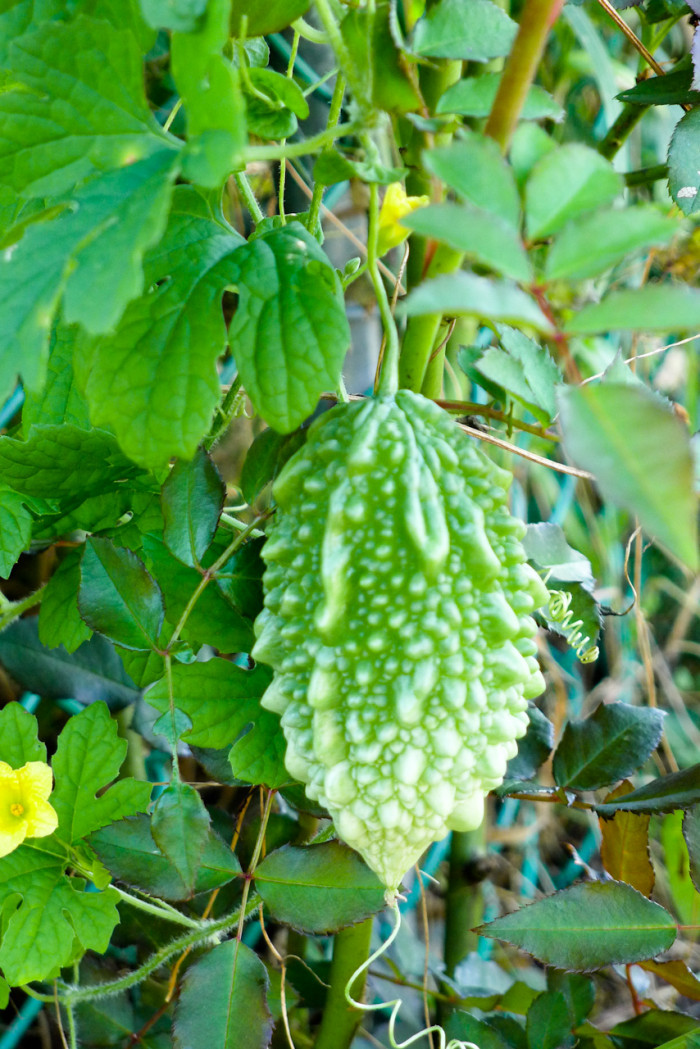 여주 - Bitter melon, Bitter gourd, Bitter squash, Momordica charantia L.