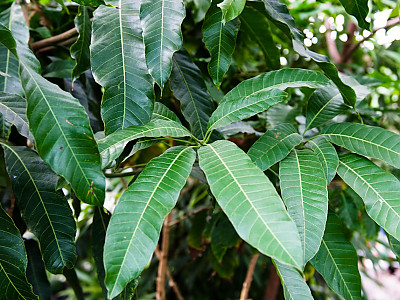 망고 사진 - Mangifera indica L.  Photos