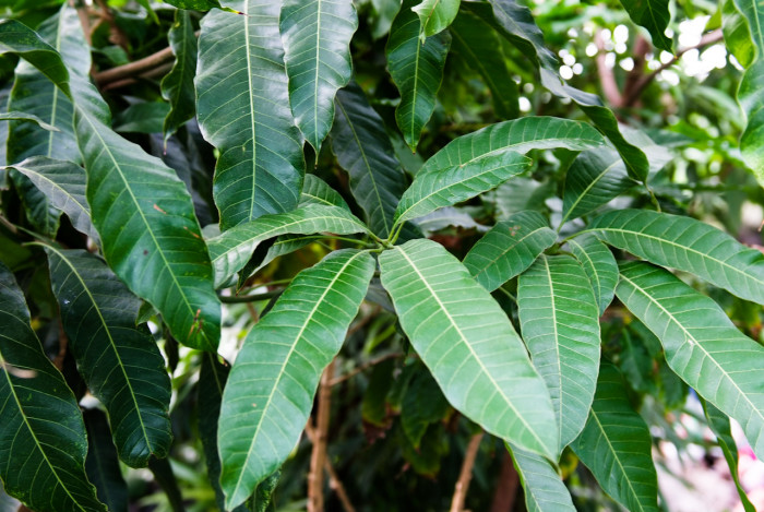 망고 - mango, Mangifera indica L. 