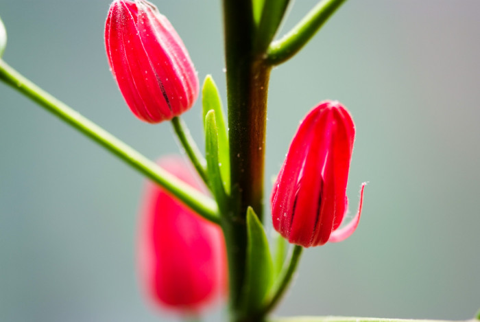 파보니아 멀티플로라 - Pavonia multiflora, Brazilian candles, Pavonia intermedia