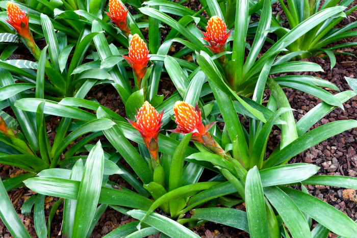 아나나스 - Ananas spp.