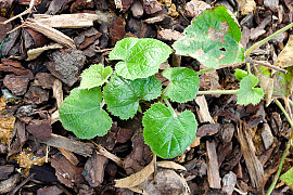 겨울딸기 - Rubus buergeri Miq.