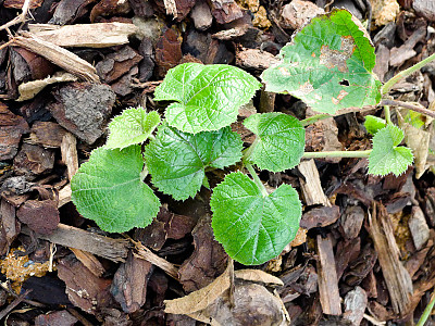 겨울딸기 사진 - Rubus buergeri Miq. Photos