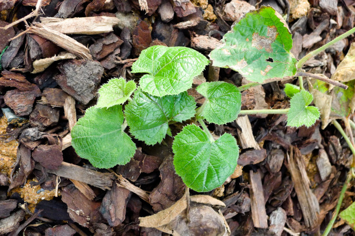 겨울딸기 - Rubus buergeri Miq.