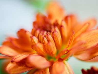 포트맘 사진 - Chrysanthemum morifolium Photos