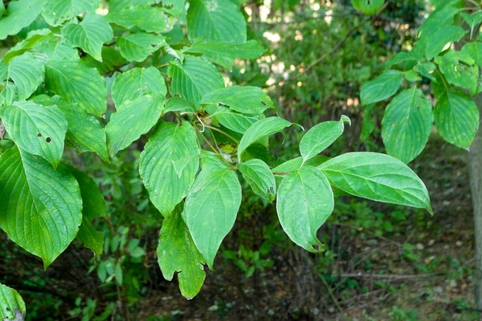 층층나무 - Giant Dogwood, Cornus controversa Hemsl. ex Prain