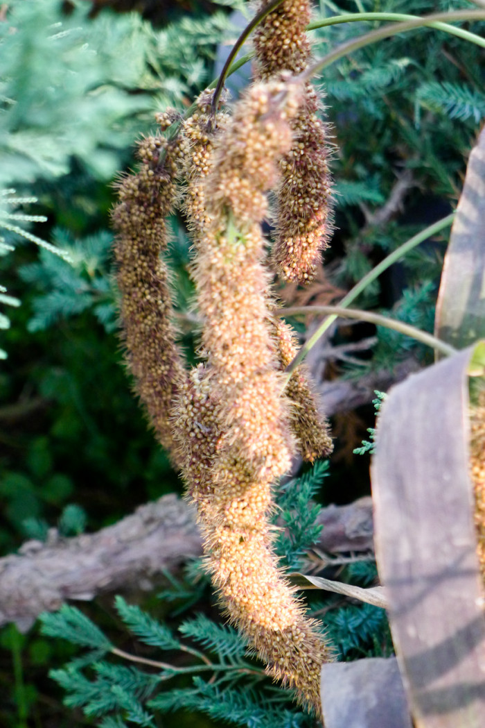 조 - Setaria italica (L.) P.Beauv.
