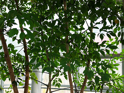 해피트리 사진 - Heteropanax fragrans Photos