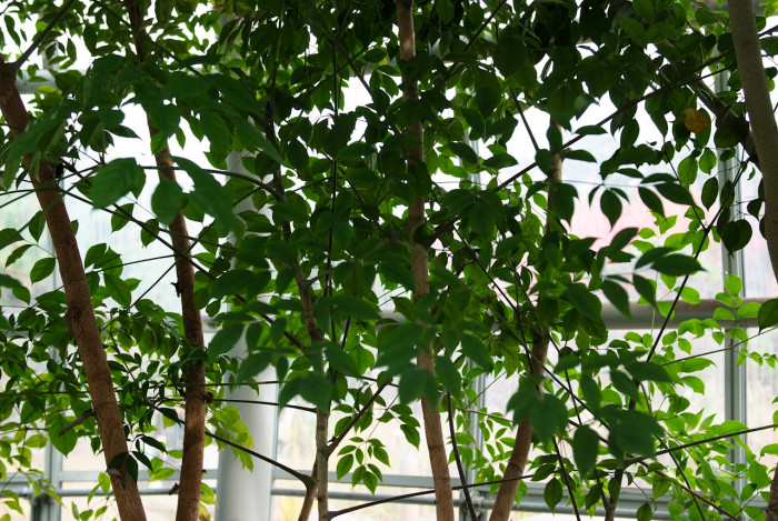 해피트리 - Root or bark of Fragrant heteropanax, Heteropanax fragrans