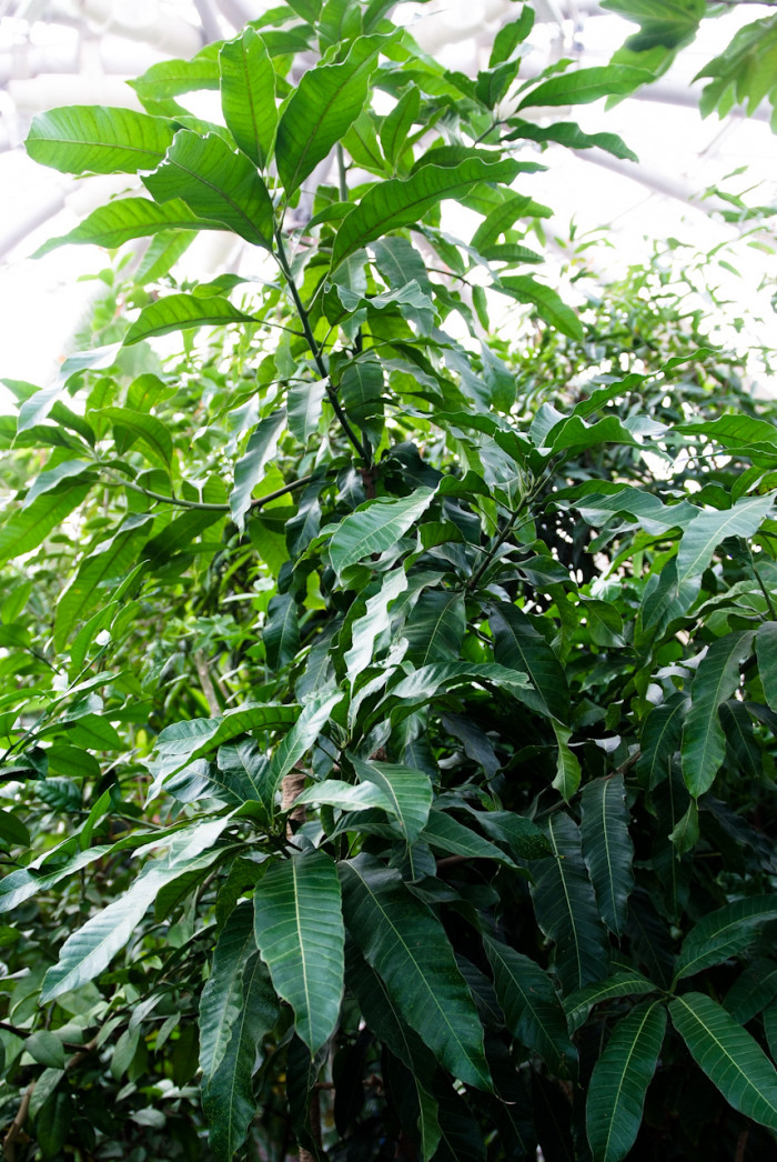 망고 - mango, Mangifera indica L. 