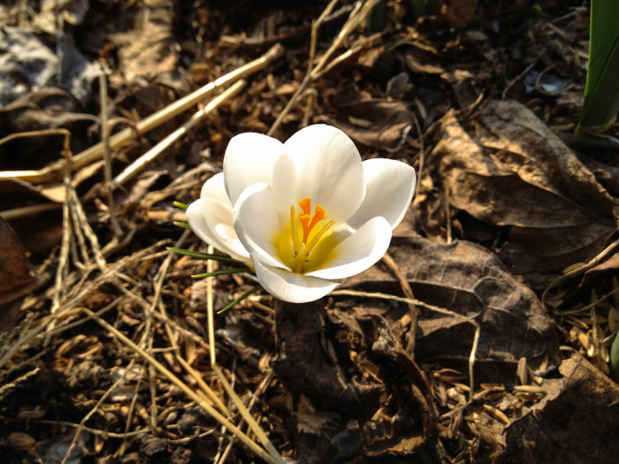 크로커스 - Crocus, Crocus spp.