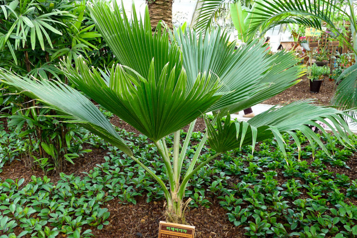 비제여야자 - Fiji fan palm, Pritchardia pacifica seem.& H. Wendl.