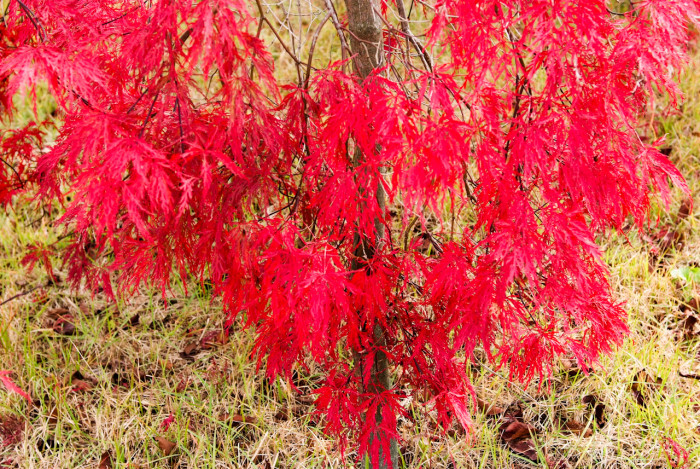 공작단풍 - 수양공작단풍, Acer palmatum var. dissectum