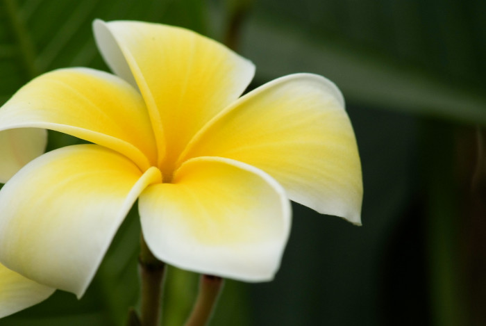 러브하와이 - Flumeria, Plumeria Alba