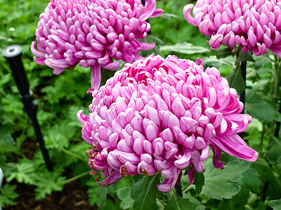 국화 사진 - Chrysanthemum morifolium Ramat. Photos