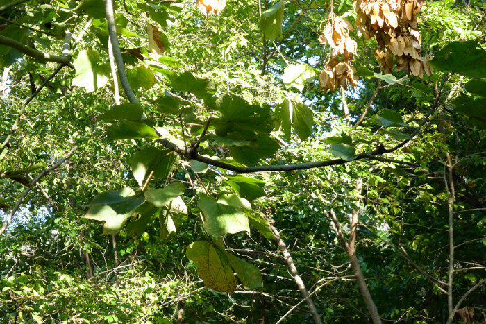 벽오동 - green pauwlonia, Firmiana simplex (L.) W.F.Wight