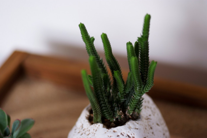 녹탑 - Watch Chain Plant, Clubmoss Crassula, Princess Pine, Rattail Crassula, Crassula muscosa