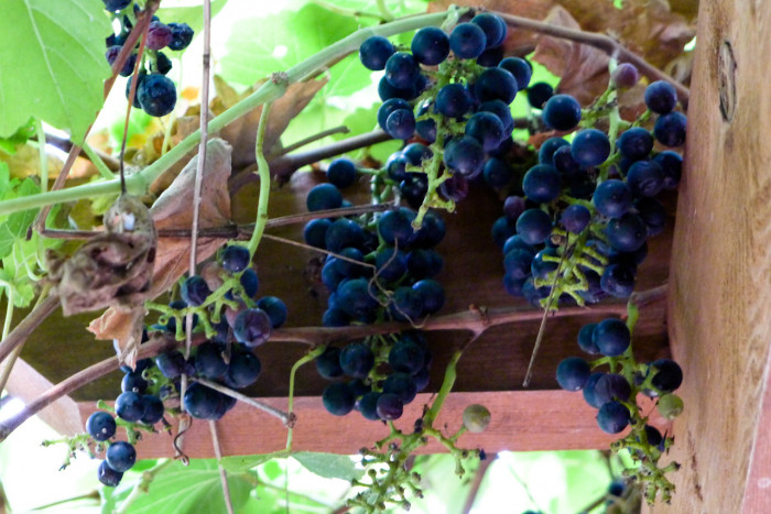머루 - Vitis coignetiae Pulliat ex Planch.