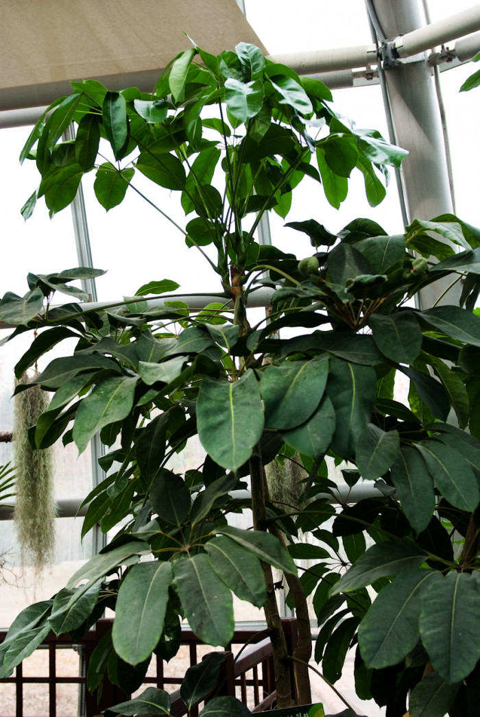 쉐프레라 악티노필라 - Schefflera actinophylia