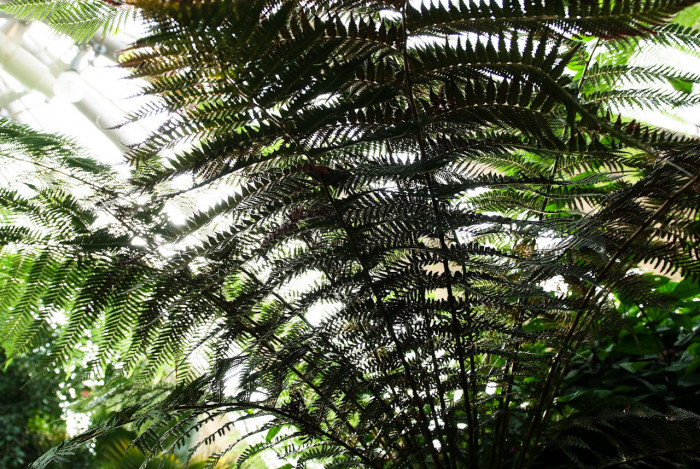해고 - Cyathea spinulosa Wall ex HOOK