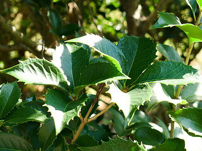 은목서 사진 - Osmanthus asiaticus Lour. var. fragrans Photos