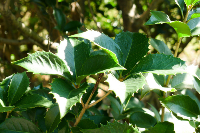 은목서 - ㅑ, Osmanthus asiaticus Lour. var. fragrans