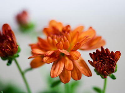 포트맘 사진 - Chrysanthemum morifolium Photos