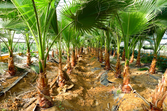 워싱턴야자 - Washington palm, California Fan Palm, Washingtonia filifera