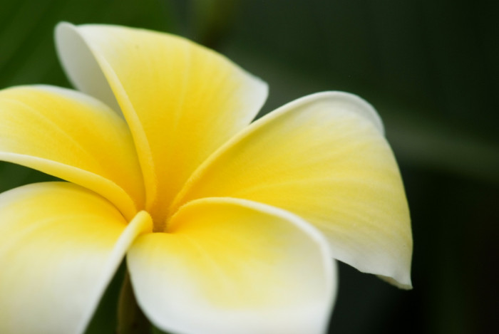 러브하와이 - Flumeria, Plumeria Alba