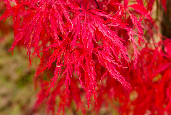 공작단풍 - 수양공작단풍, Acer palmatum var. dissectum