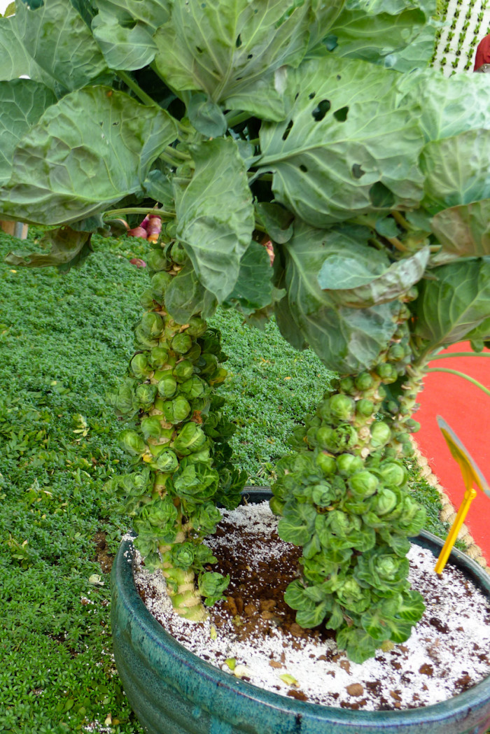 방울다다기양배추 - Brussels sprouts, Baby cabbage, Brassica oleracea L. var. Gemmifera Zenk.(D.C.)