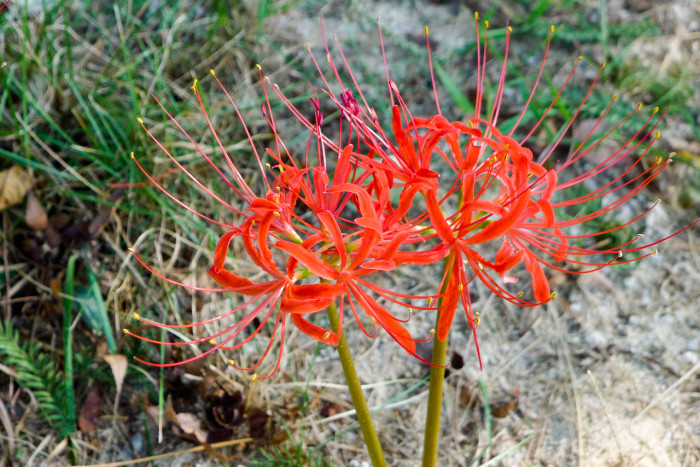 석산 - red spider lily, Lycoris radiata